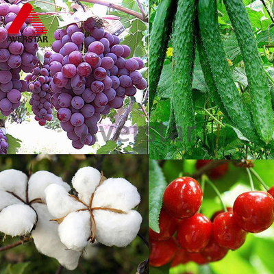 Hormona de la raíz de las plantas 98% TC trans-zeatina Reguladores del crecimiento de las plantas para un crecimiento óptimo